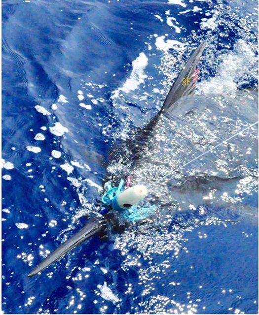 ANGLER: charter client SPECIES: Blue Marlin
WEIGHT: Est 670lb LURE: JB Plunger.